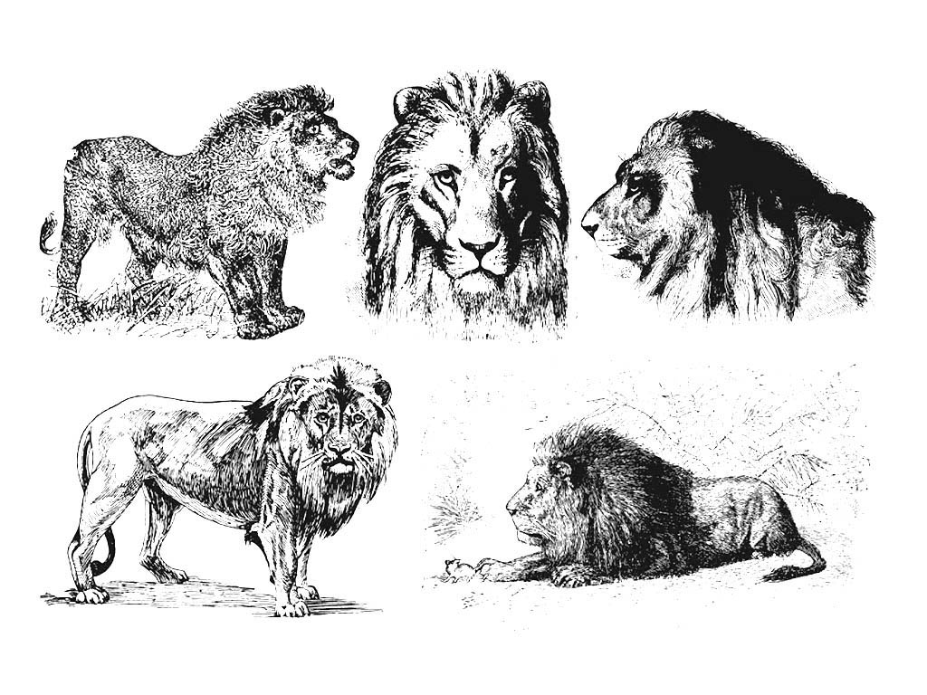 免費激光雕刻舊式獅子文件